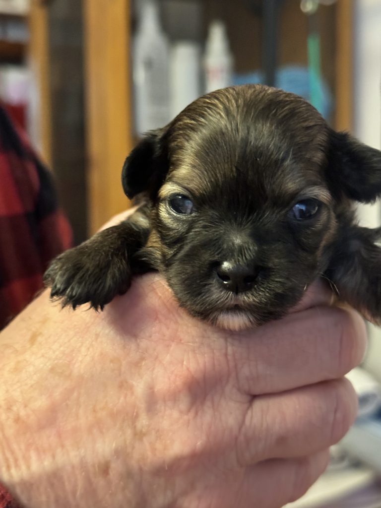 Calvin - Lacey's babies