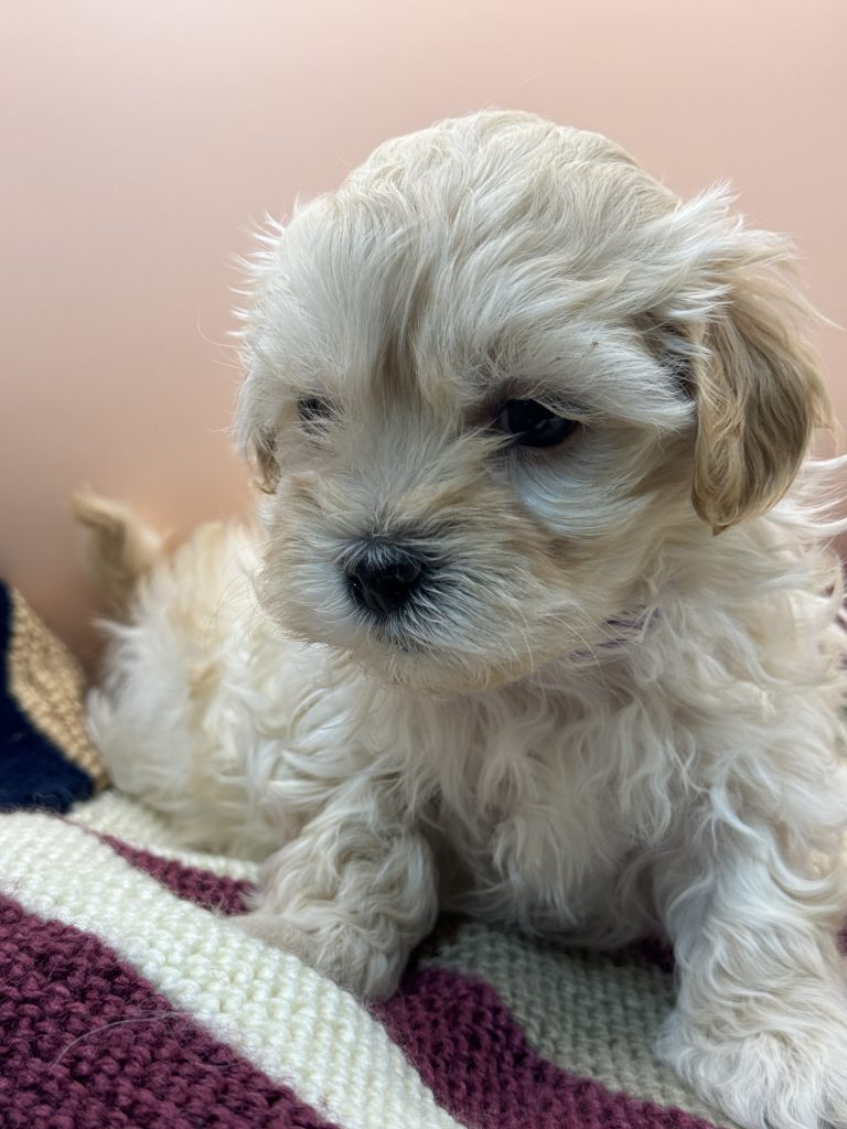 Indi - Lacey's babies