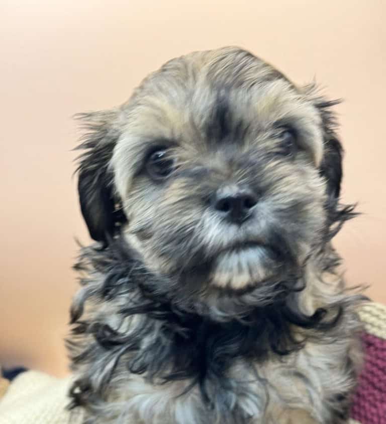 Daisy-Mae - Lacey's babies