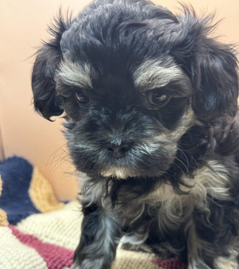 Calvin - Lacey's babies