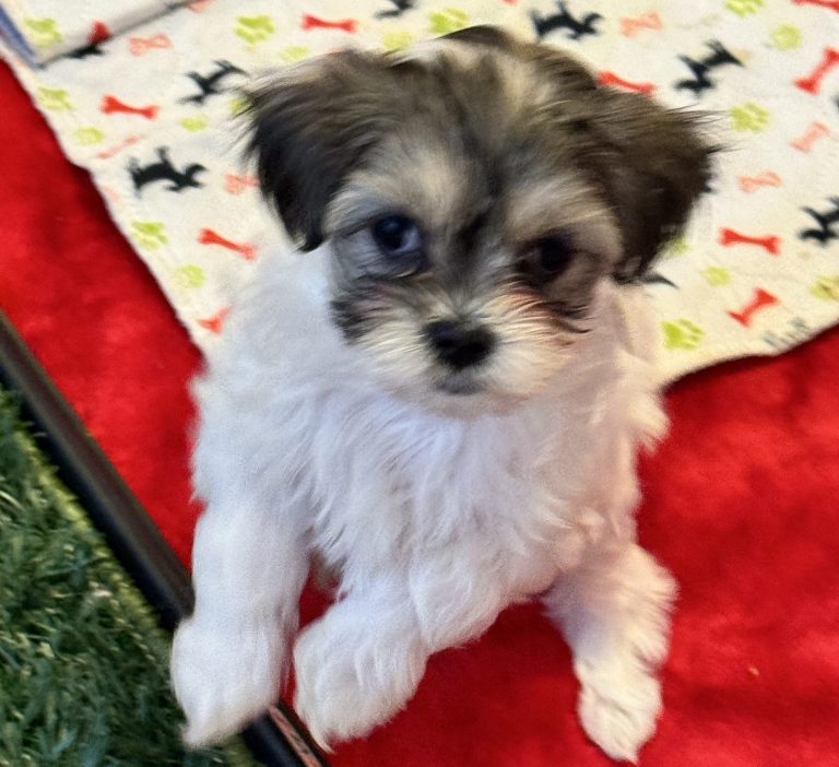 Daisy - Lacey's babies