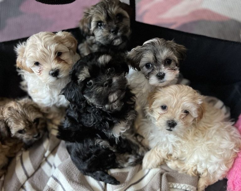 Lacey's babies