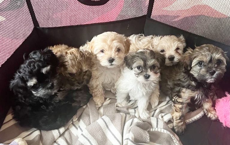 Lacey's babies