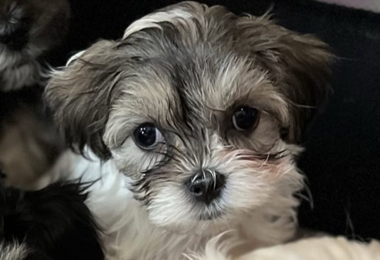 Daisy - Lacey's babies