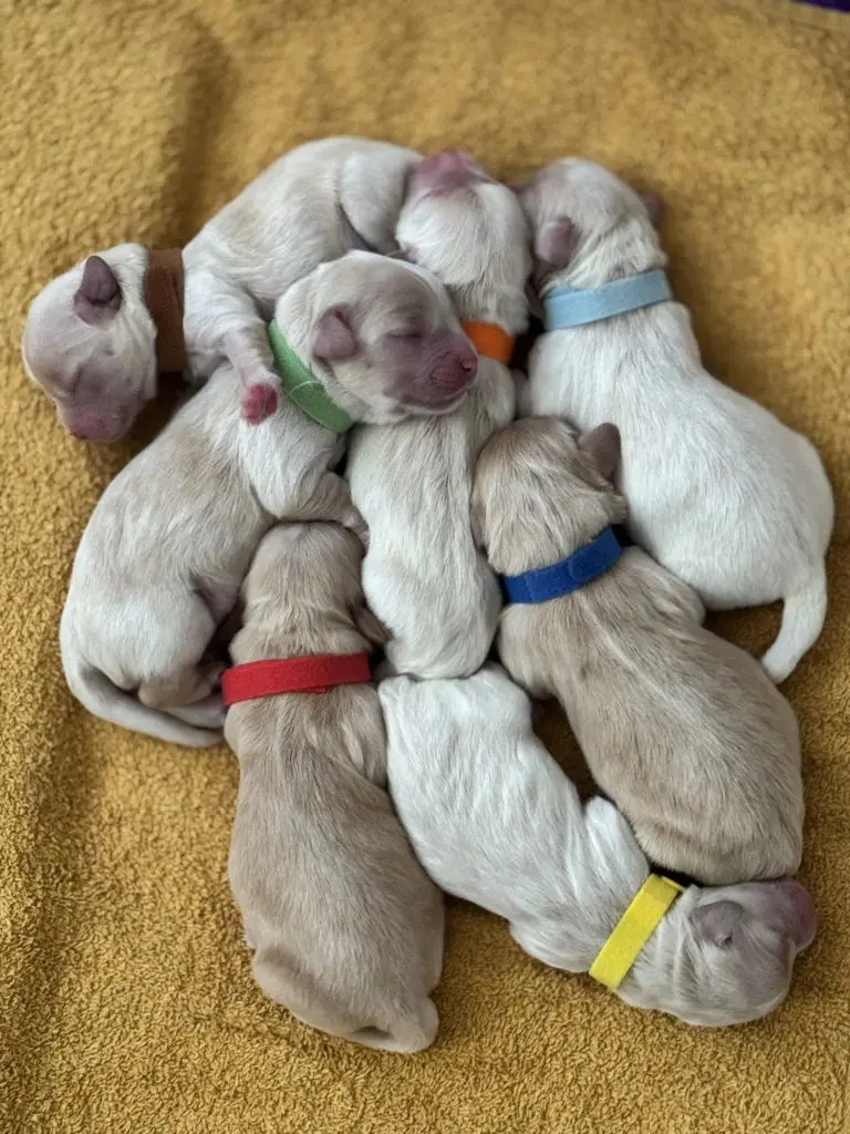 Callie's Kids