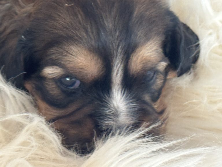 Alfie - Willow's puppies