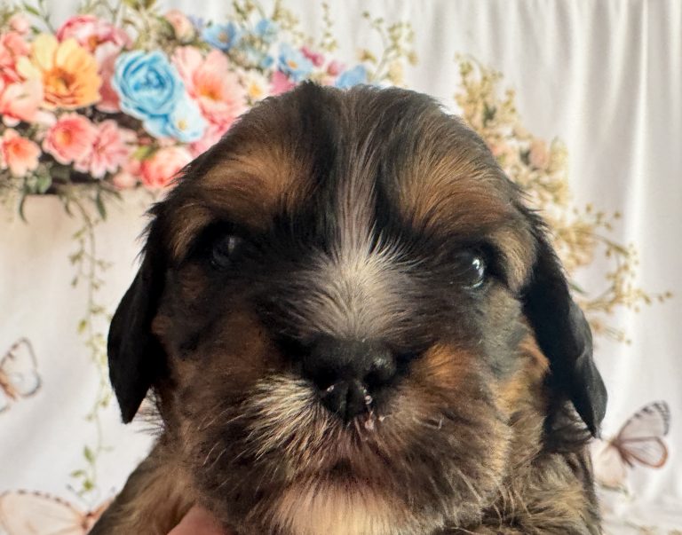 Alfie - Willow's puppies