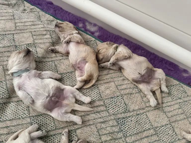 Callie's Kids