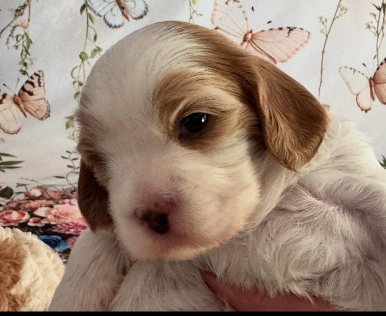 Ruby - Willow's puppies