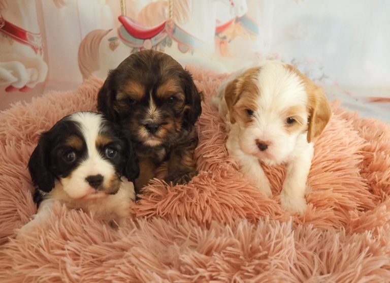 Willow's puppies