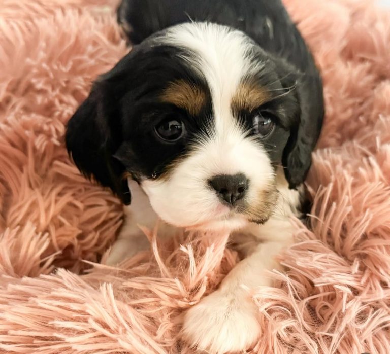 Ebony - Willow's puppies