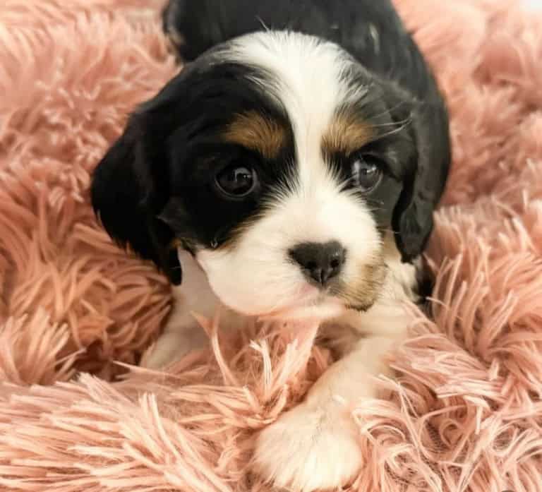 Ebony - Willow's puppies