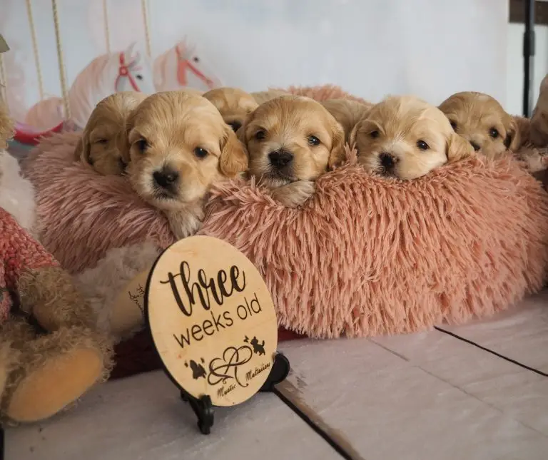 Callie's Kids