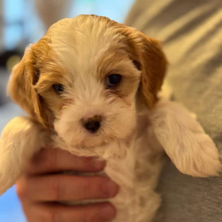 Ruby - Willow's puppies