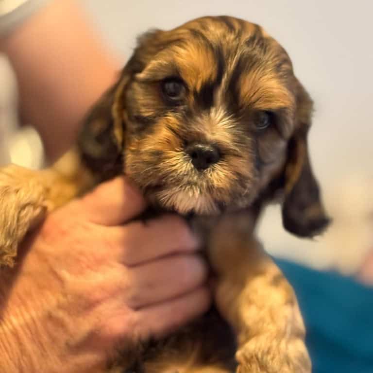 Alfie - Willow's puppies