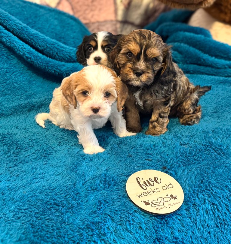 Willow's puppies