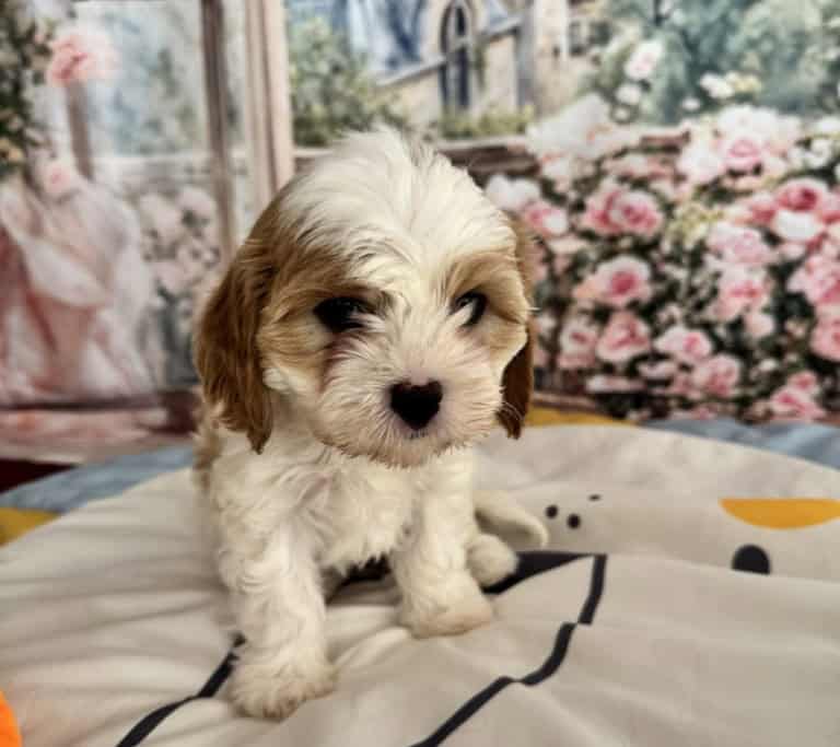 Ruby - Willow's puppies