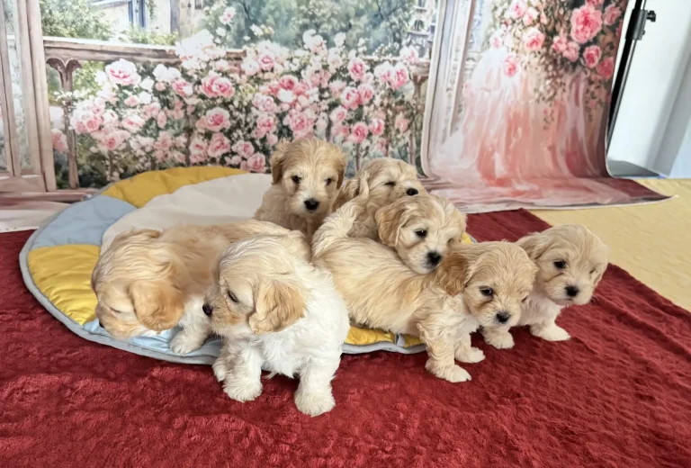 Callie's Kids