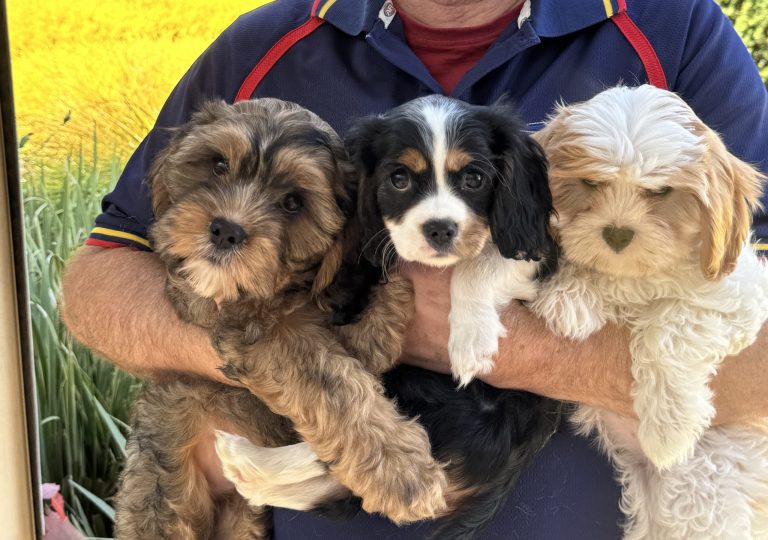 Willow's puppies