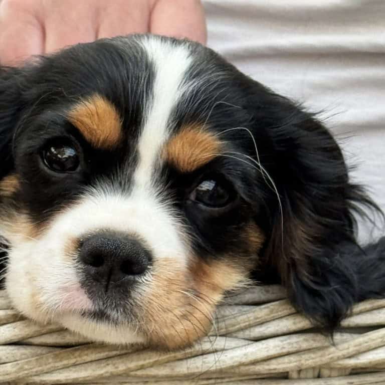 Ebony - Willow's puppies