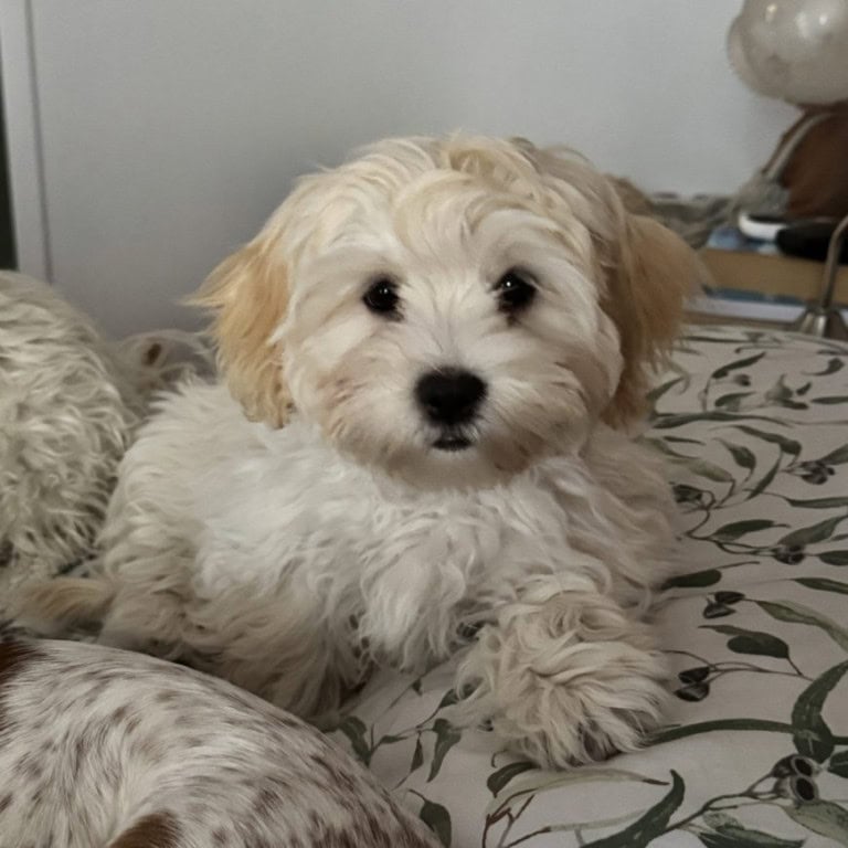 Summer - Callie's Kids