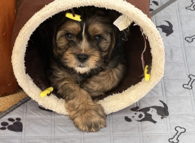 Alfie - Willows puppies