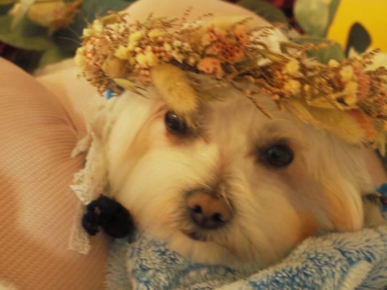 Lacey Second Maternity Shoot