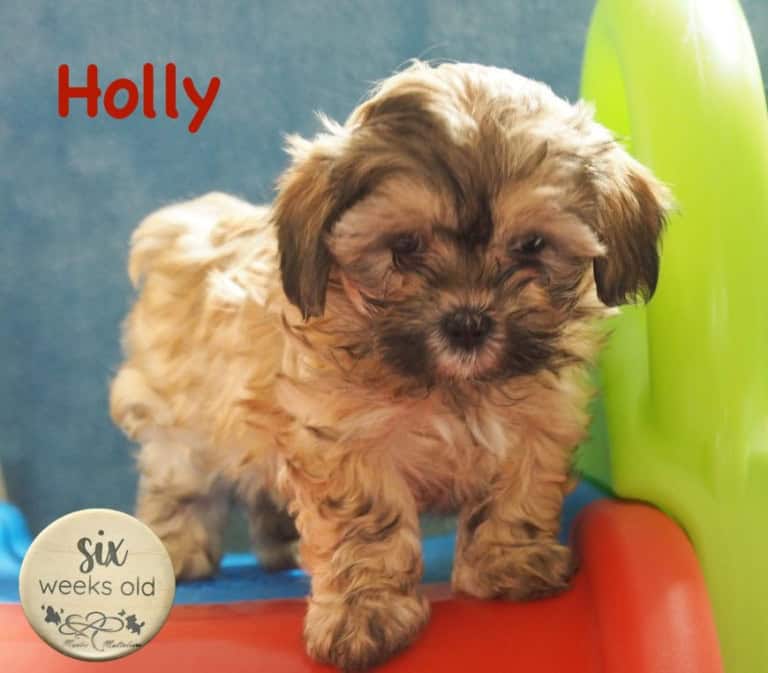 Holly