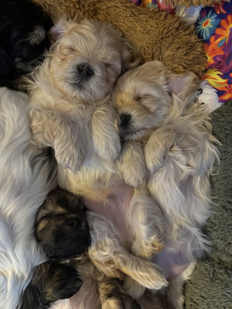 The Twins