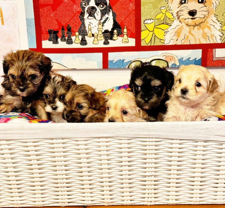Lacey's Babies