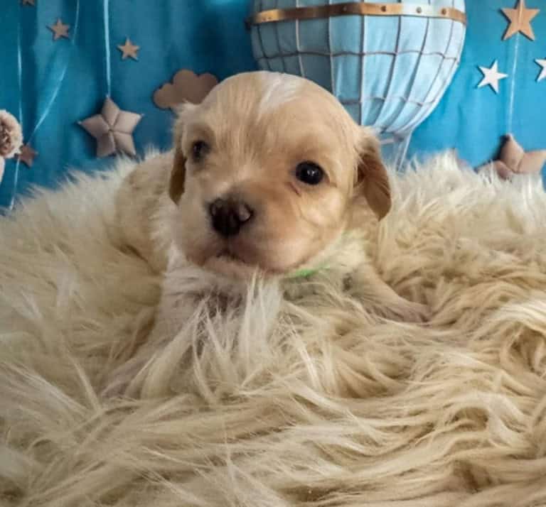 Adorable Maltese puppy for sale in Melbourne, perfect for families and pet lovers.