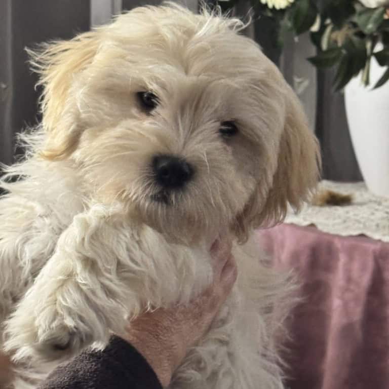 Stormy - Callie's Kids