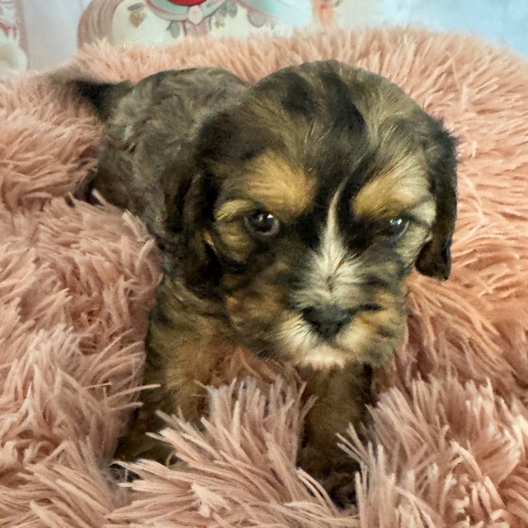 Alfie - Willow's Chunky Monkey