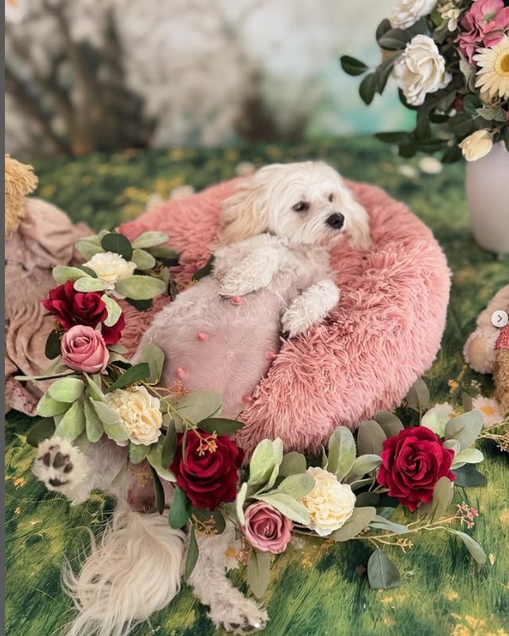 Callie's Maternity Shoot