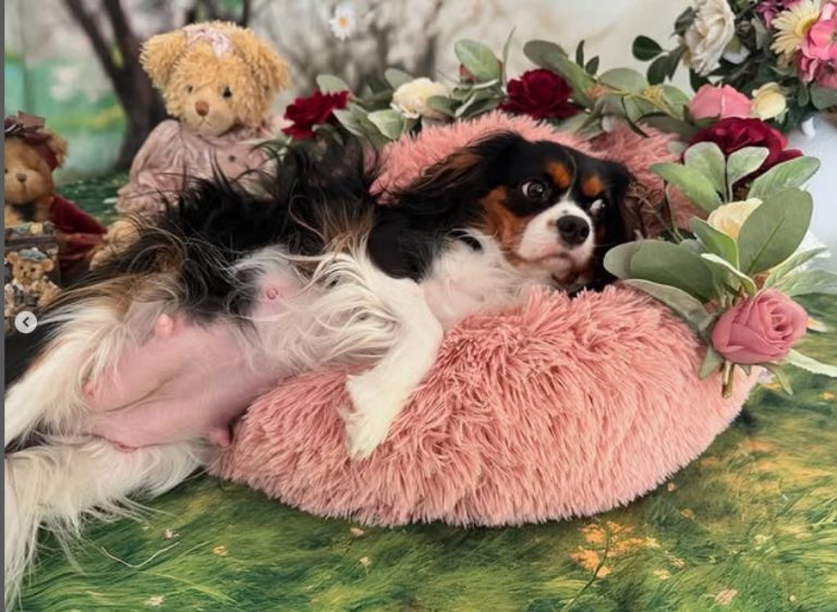 Willow' Maternity Shoot
