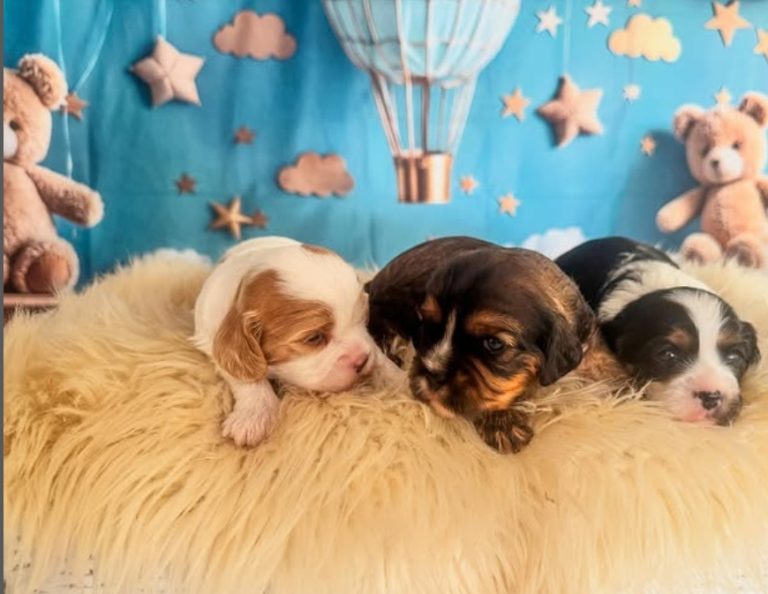 Willow's Puppies