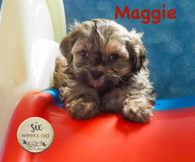 Maggie - Lacey's Bubbas