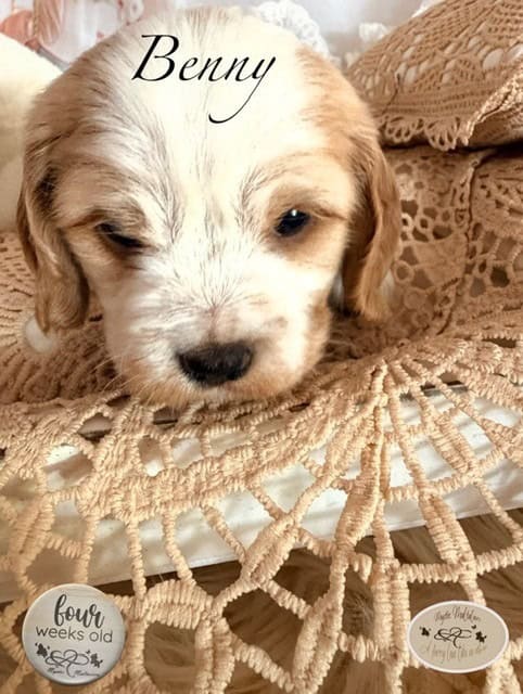 benny 4 w