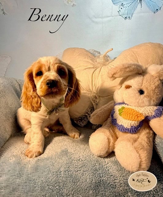 benny 8w 1