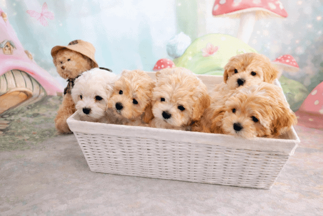 callies kiddies 7w