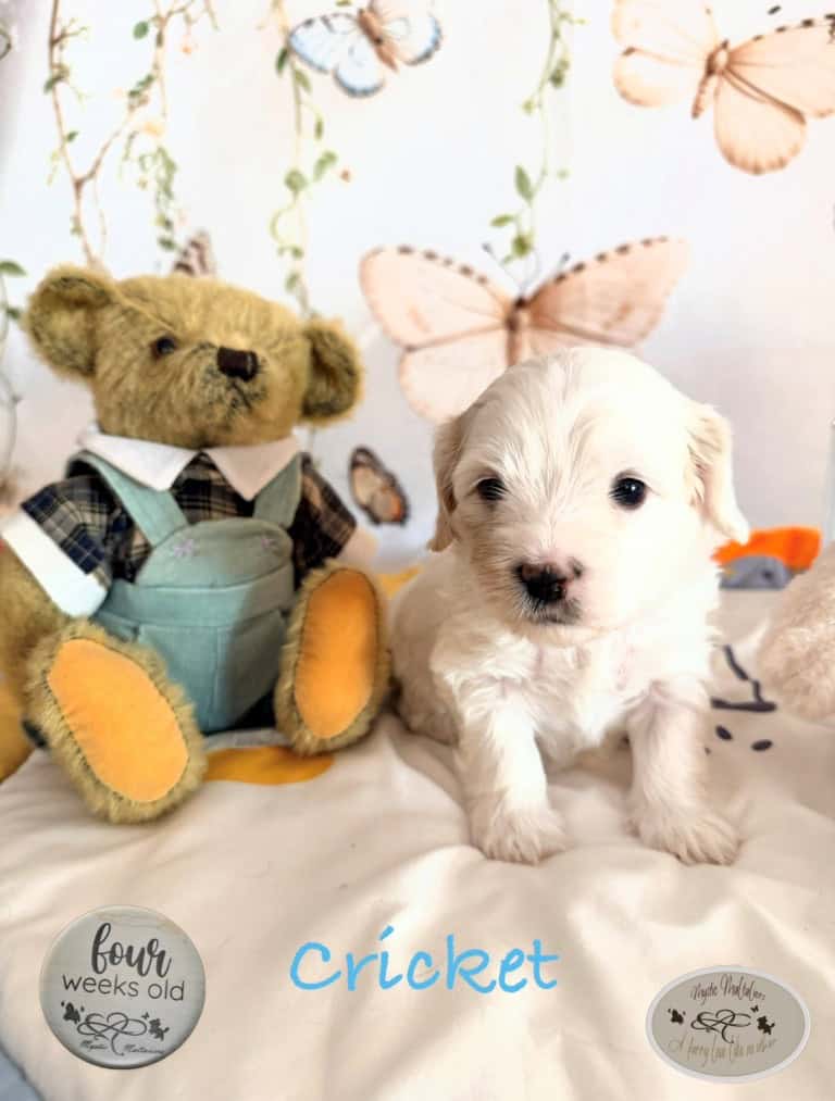 cricket 4 weeks 2