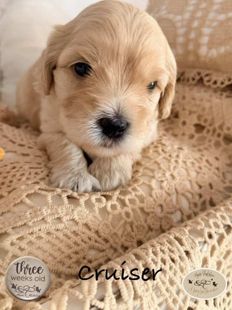 cruiser 3 weeks
