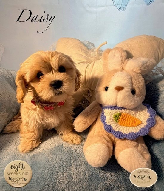 daisy 8w