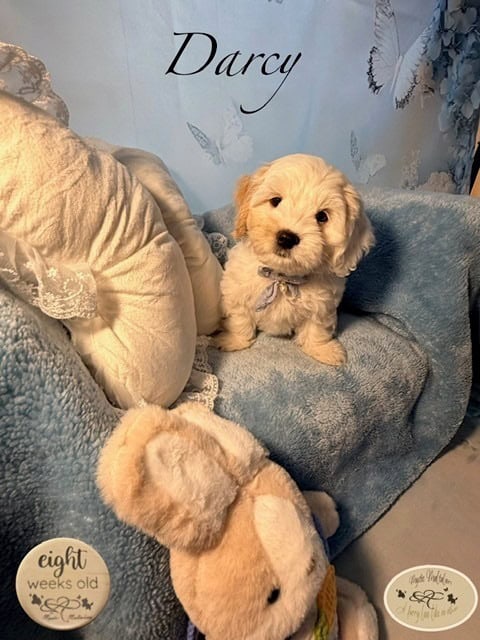 darcy 8w