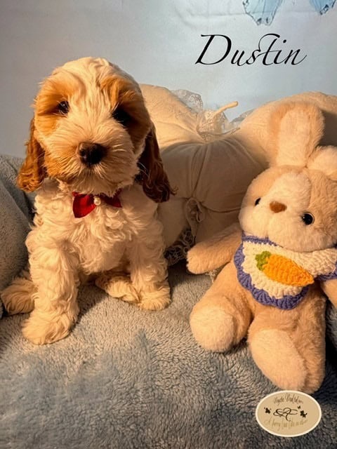 dustin 9 w
