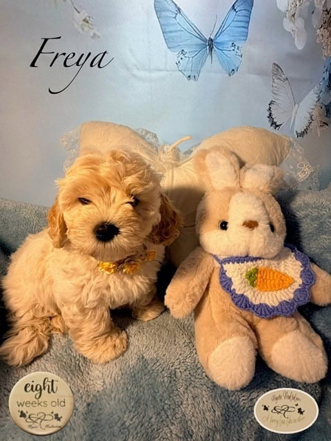 freya 8w
