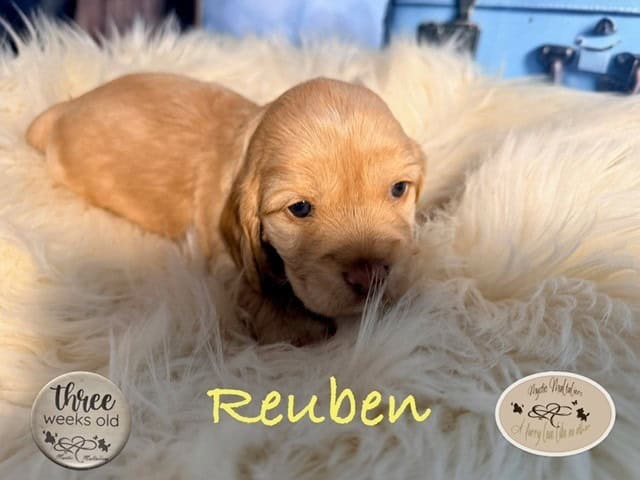 reuben 3 w 1